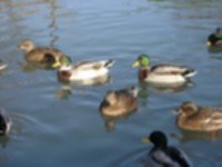 Burwell Lode Ducks.jpg
87.98 KB
1024 x 768
4/26/02